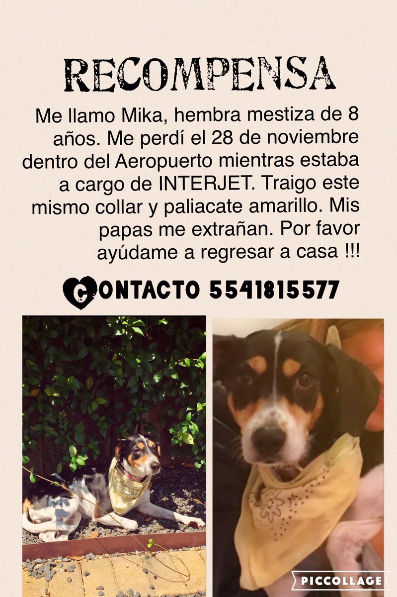 .<a href="/interjet/">Interjet</a> perdió a mi perrita en el aeropuerto hace unas horas vuelo #3988 DF-Houston #encuentrenamika ayúdame a difundir por favor!