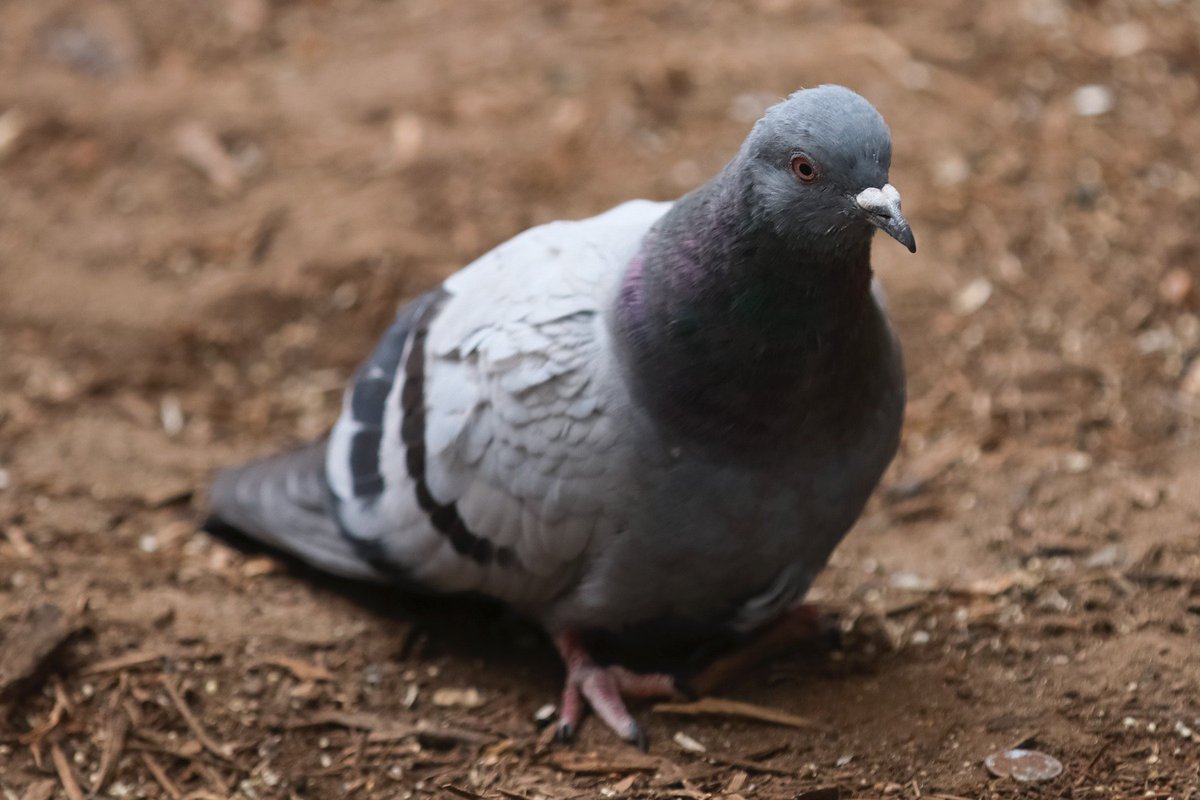 Special guest Pigeon of D.C. "There's a shadowy pigeon government here, you know. We all meet and... wait, you believe this?"