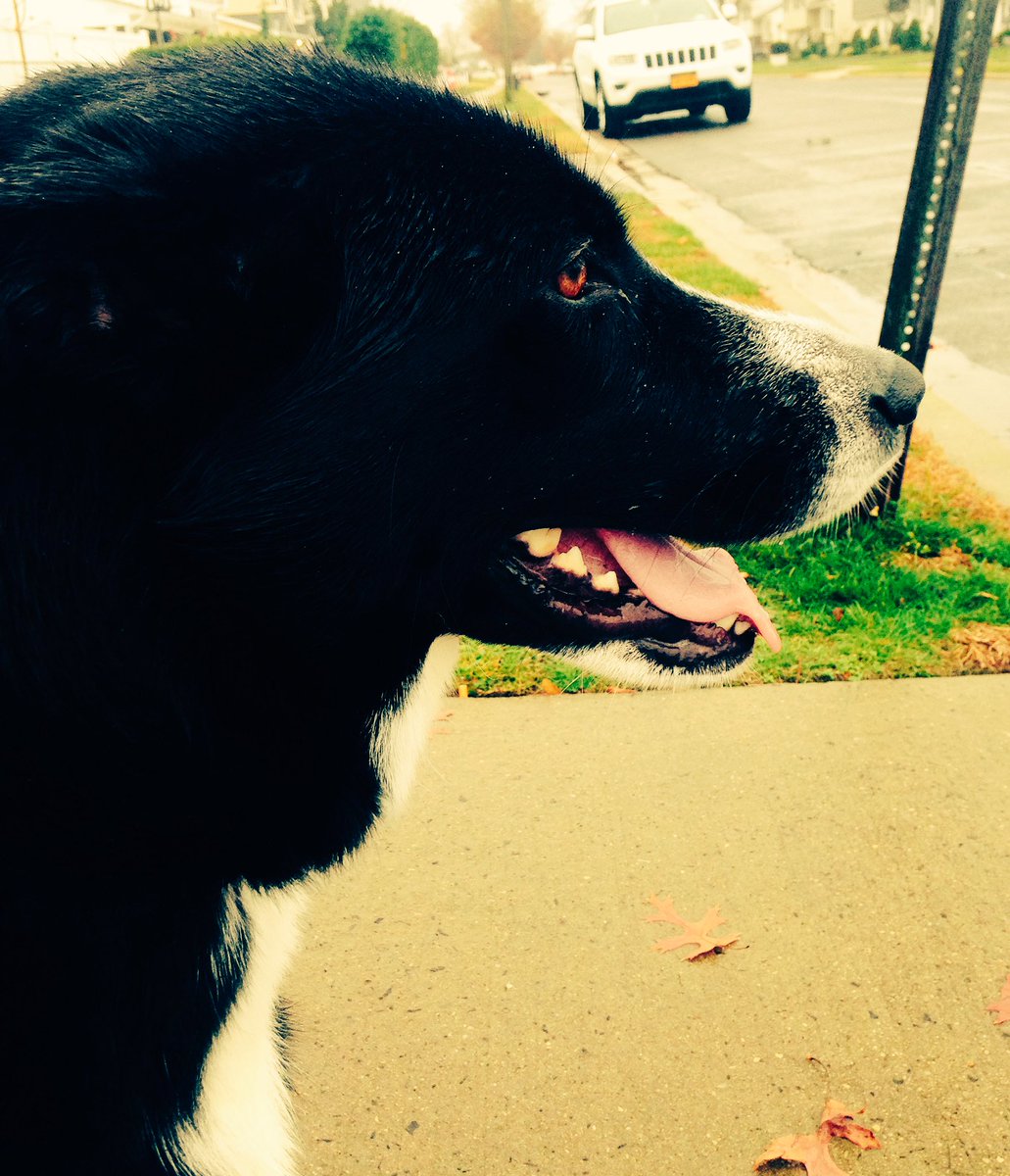 kobrienf14's tweet photo. If you ask to go, I make it count. #runningintherain #DogLife #everythingsbetterwhenwet #fitfam #hockeymom #GivingTuesday https://t.co/hF3DuGWrJZ