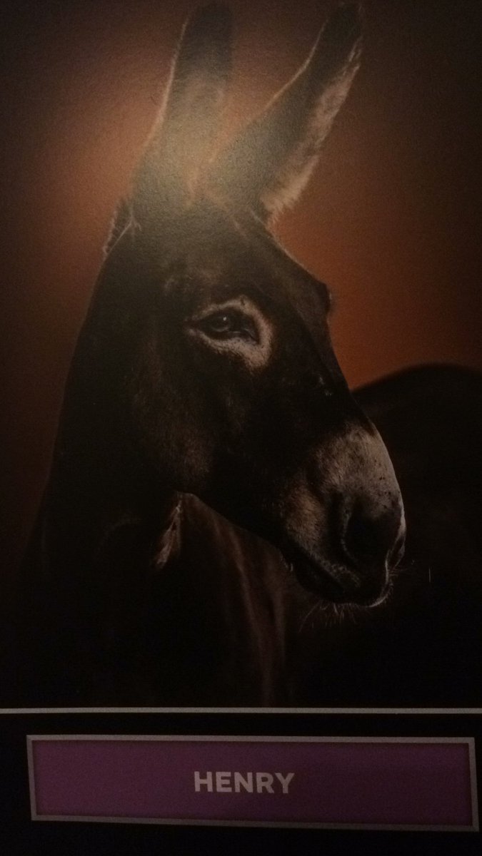 ShazMoonFlower's tweet photo. My new donkey! #HenryTheDonkey #AdoptAnAnimal #AdoptADonkey #DonkeySanctuary #Donkey #NotReallyMine https://t.co/nk3gNeRfAH