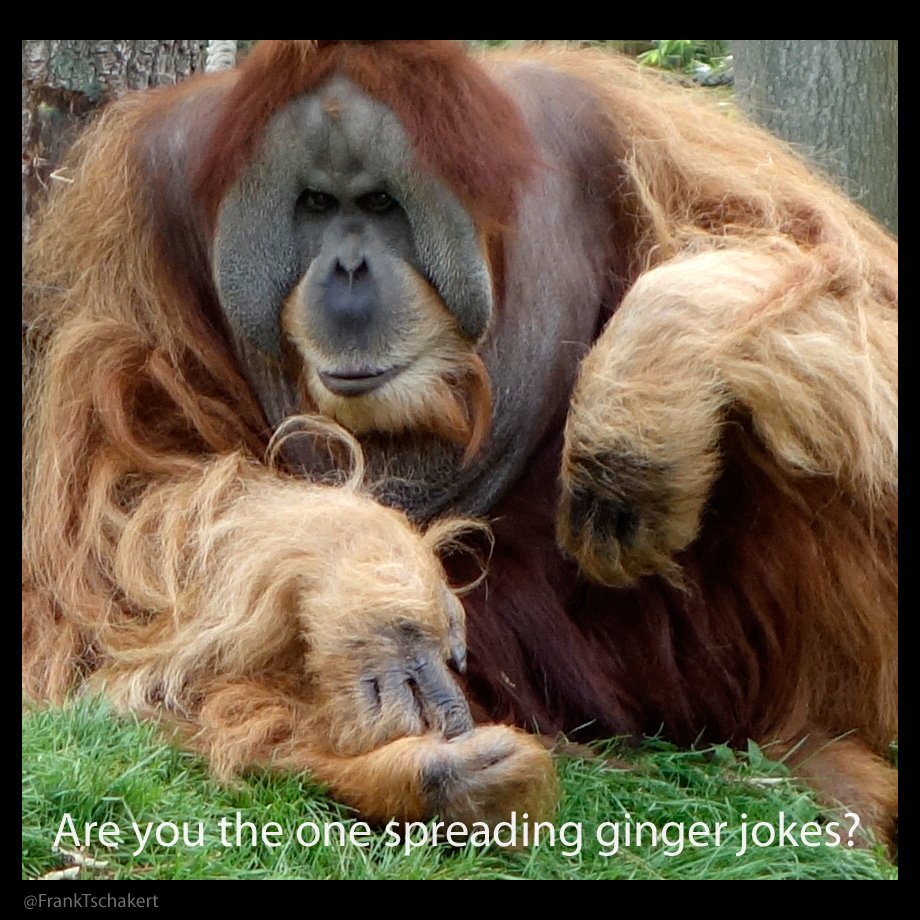 FrankTschakert's tweet photo. Ginger jokes, anyone? #gingerjoke #redhead #redheads #redheadoftheday #naturalredhead https://t.co/b4zGXSlPm4