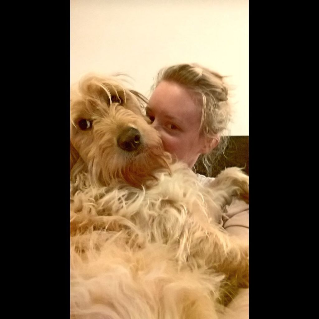 paper_hounds's tweet photo. BLONDES HAVE MORE FUN 🐕
#paperhoundstweet #paperhounds #clover #dogsofinstagram #goldendoodle #dogs #dog #friendsw… https://t.co/IMRQ9Krkvx