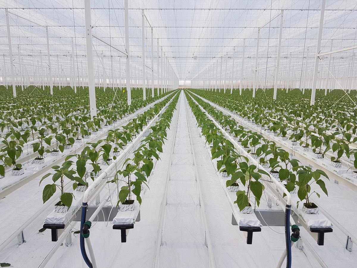 Genieten van de planten in de nieuwe kas😎