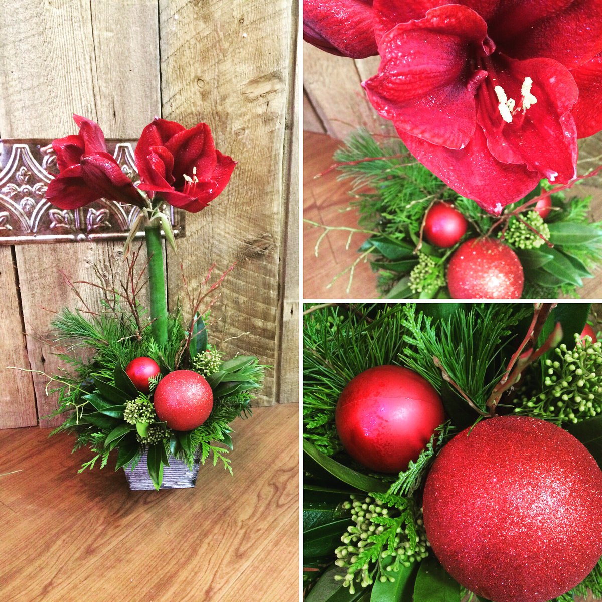 FunkyPetalsLeth's tweet photo. Amaryllis blooms make for a festive gift! https://t.co/UwM4PAH2kJ