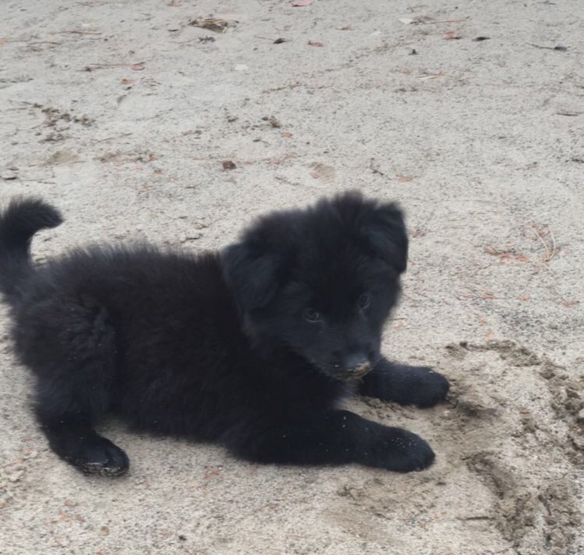LambdaChiMSU's tweet photo. Help us welcome Cooper, Lambda Chi's newest brother and resident. https://t.co/3xFsH3RJsf