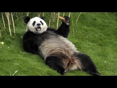 thefuelpanda's tweet photo. Just enjoying the time I've saved by using FuelPanda. #FuelPanda #relax #refuel #panda #chilling #bayarea #sanjose #gas #winteriscoming https://t.co/wdM1ZHHLse
