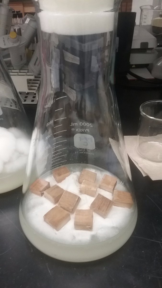 AndiBruce23's tweet photo. Feeding the fungus! Once these wood blocks are colonized, I'll use them to experiment with a new method of #mycoremediation. #IAmAMycologist https://t.co/J3prEssY1X