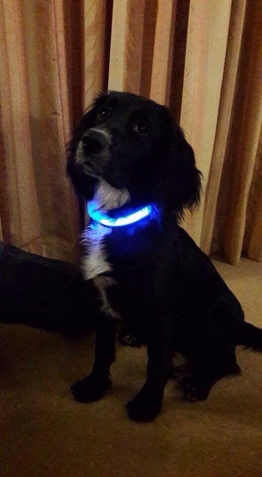 halobelts's tweet photo. @Fachshund if you need some Christmas bling check out our halo collars. Essential fashion for the winter. #halobelts #besafebeseen https://t.co/CELuAreHtb