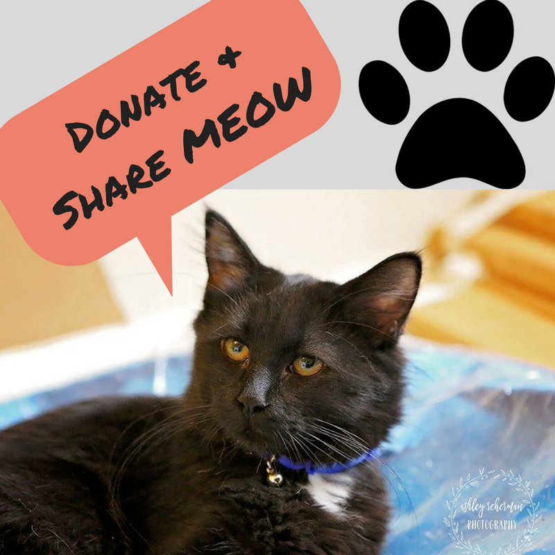 CharmCityAnimal's tweet photo. #GivingTuesday our #rescue focuses on saving #cats &amp; #kittens in MD no matter what help us continue our efforts: https://t.co/P9oTrf828s https://t.co/Kh4dw1zkok