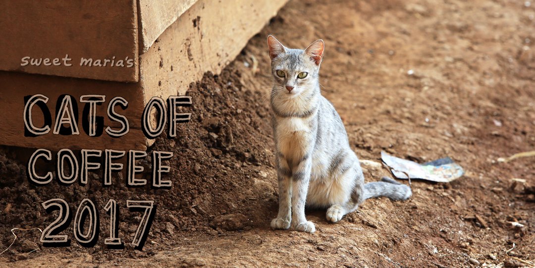 sweetmarias's tweet photo. The 2017 Cats of Coffee Calendar is in stock! We donate all proceeds to our favorite charities. #catsofcoffee https://t.co/gApa7mpHfj https://t.co/pU5r7L7ZbZ