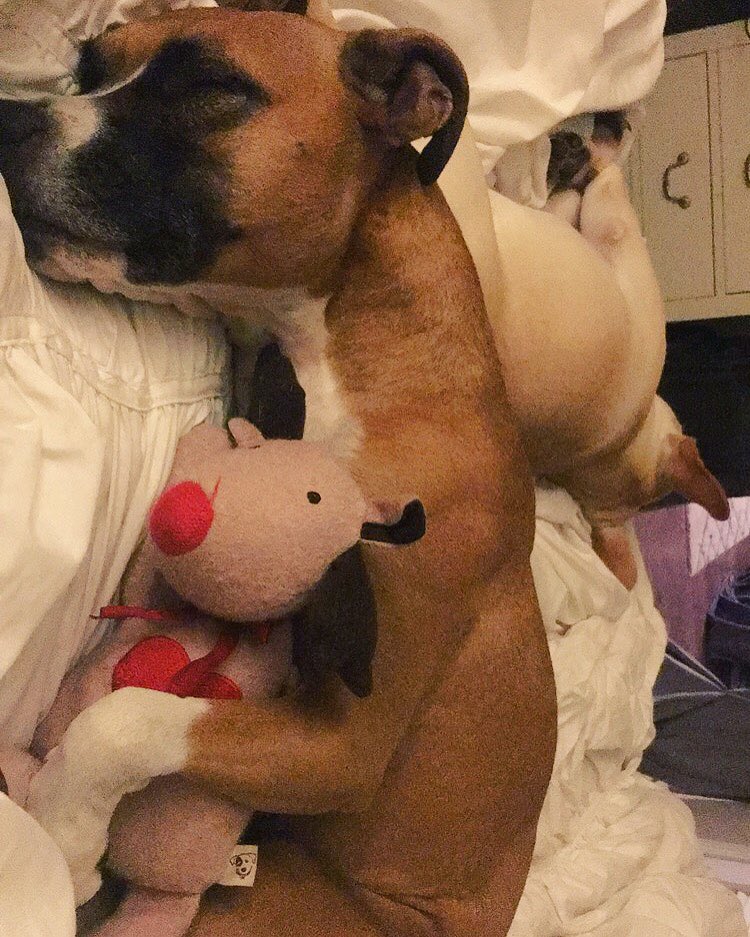 DEVINci_code1's tweet photo. My sweet angel baby sleeping with her toy. 😍❤️ https://t.co/701bK2Opm1