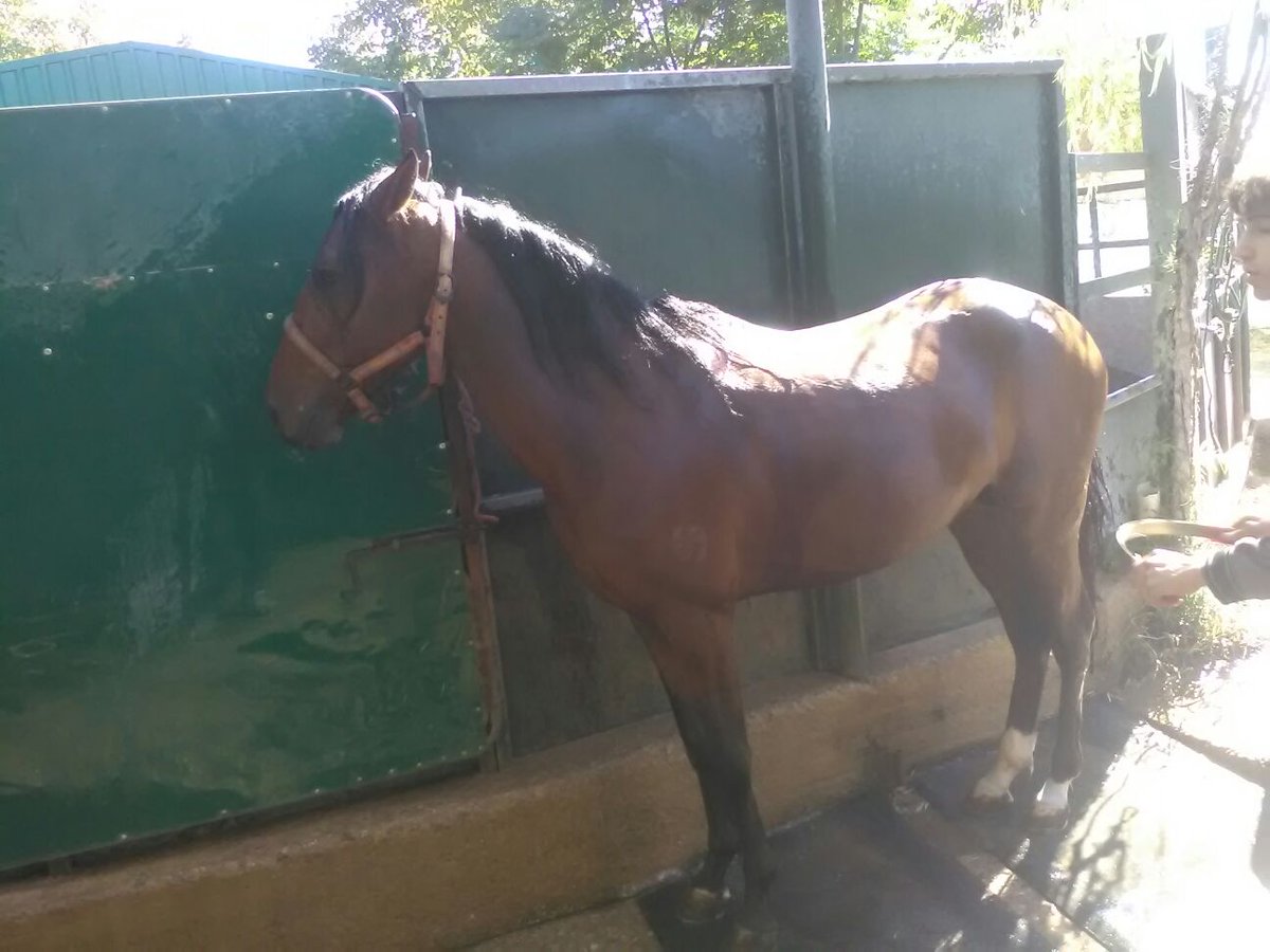 Regalito de reyes por adelantado.Dos nuevas ilusiones para la temporada que viene de una gran línea torera, toca prepararlos al máximo.