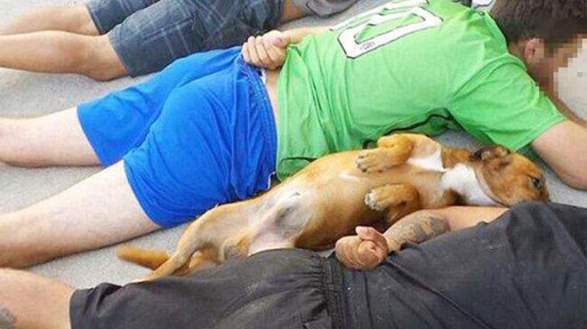 şu köpeği o kadar seviyorum ki ya
uyuşturucu çetesinin köpehi, polis tutuklama yaparken o da teslim olmuştu
aynı ben yeminlen