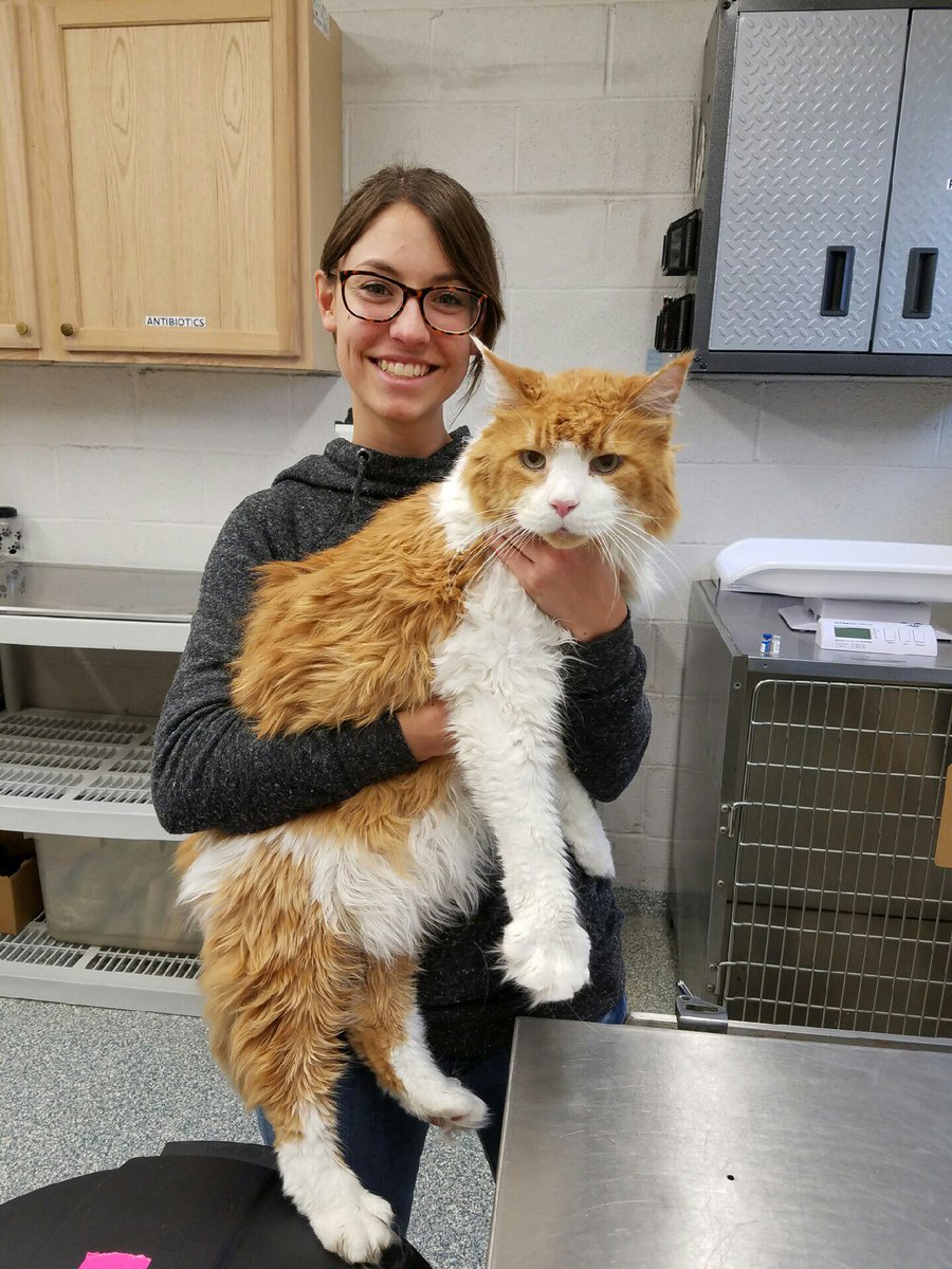 hs_carroll's tweet photo. For adoption https://t.co/l6GIb2n78Z