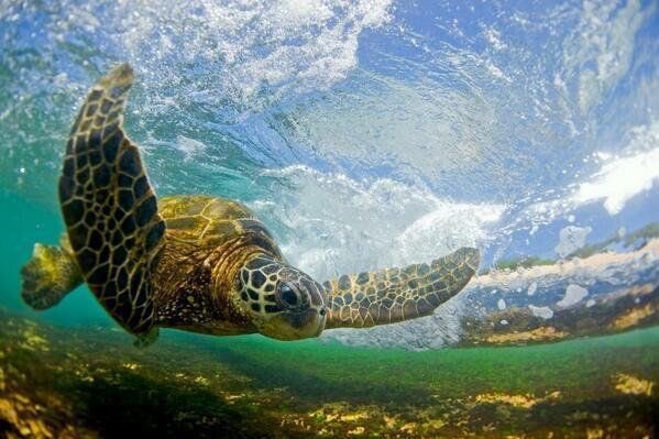Sea Turtle, Hawaii | Photography by ©Clark Little