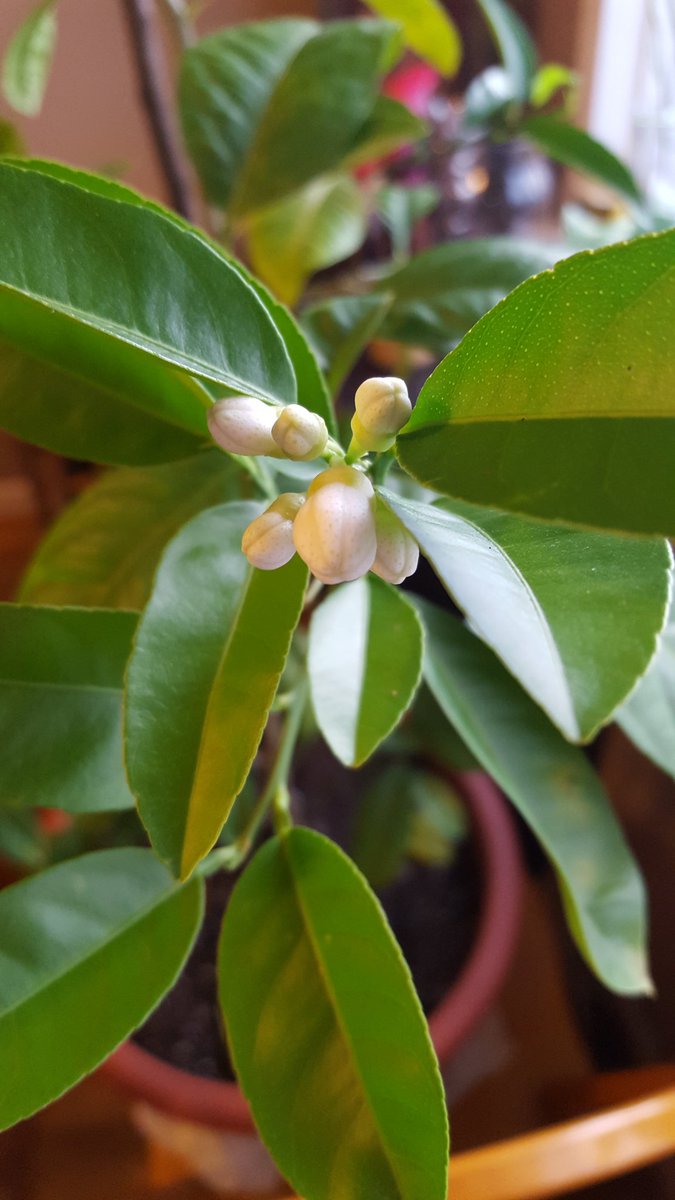 EarthFoodFire's tweet image. My indoor #lemontree is flowering! Hoping for a lemon or two over the winter. Can you imagine!  #joysofgardening #indoorgardening #citrus