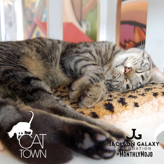 JGalaxyProject's tweet photo. Support our November #MonthlyMojo, @CatTownOakland and help them serve more cats (and coffee to adopters!)! https://t.co/zm90og3wd4 https://t.co/dROhQhnBM2