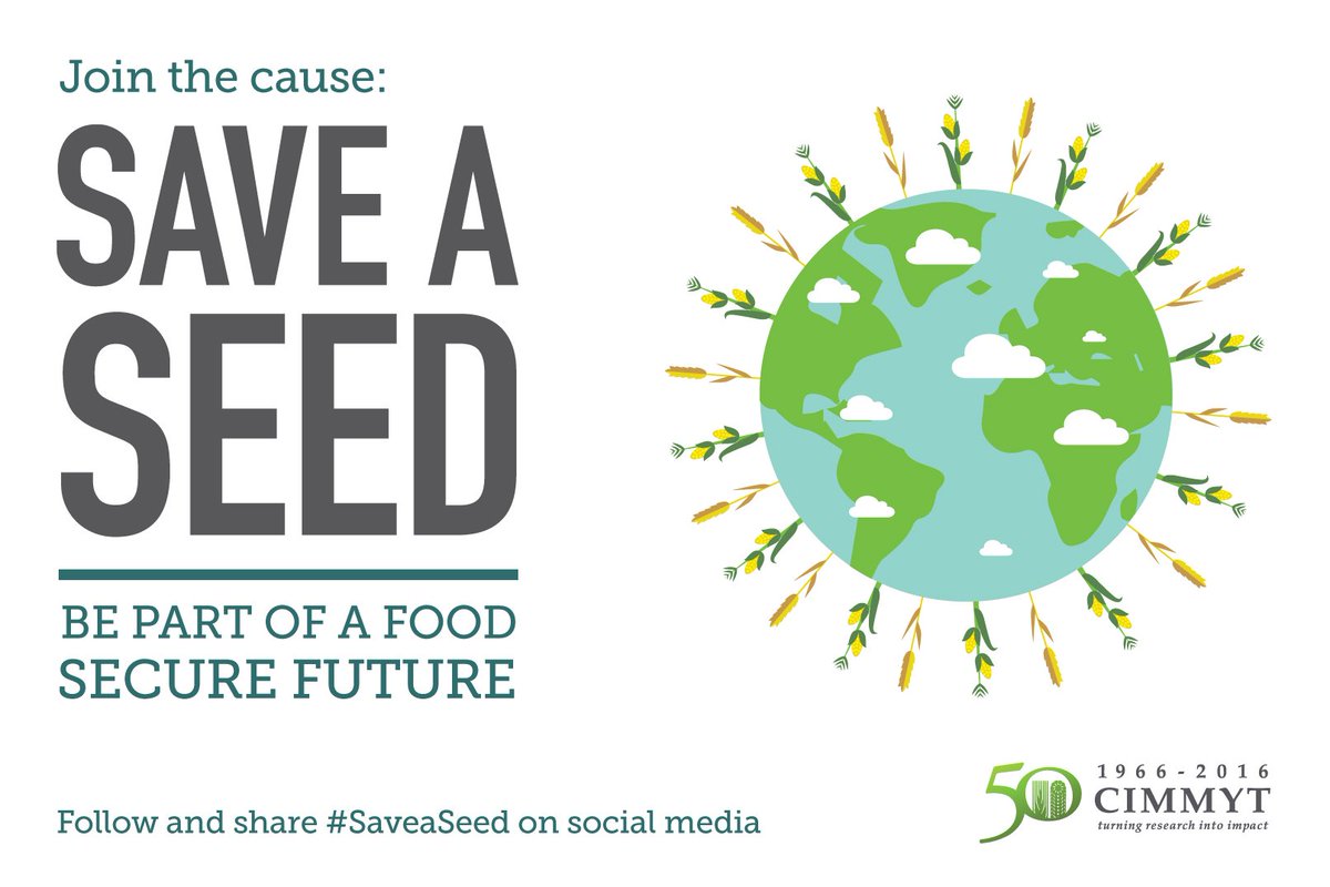 CIMMYT's tweet photo. $25 towards #SaveaSeed will keep 5 #maize & #wheat seed collections refrigerated for a year, join https://t.co/Yvhb94NeI5 #GivingTuesday https://t.co/D4kL4QUW1z