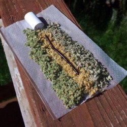 evogrun's tweet photo. Acabando el día degustando Chesse Auto. #buenoshumos #weed #joint #cannabis #autocultivo https://t.co/TcSLuyyW5j