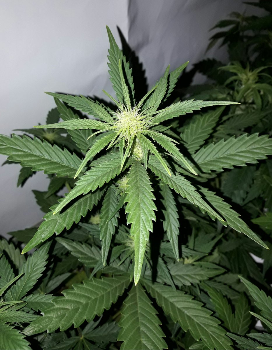 Apez140's tweet photo. #Momentos
La Vida se abre camino Imparable,
#AK47, @evogrun, #RefBLANCA400wts.
Comparativa #LEDvsHPS,
Pronto en @cannabis_es.
Salud :-))) https://t.co/fz4TjdNrF6