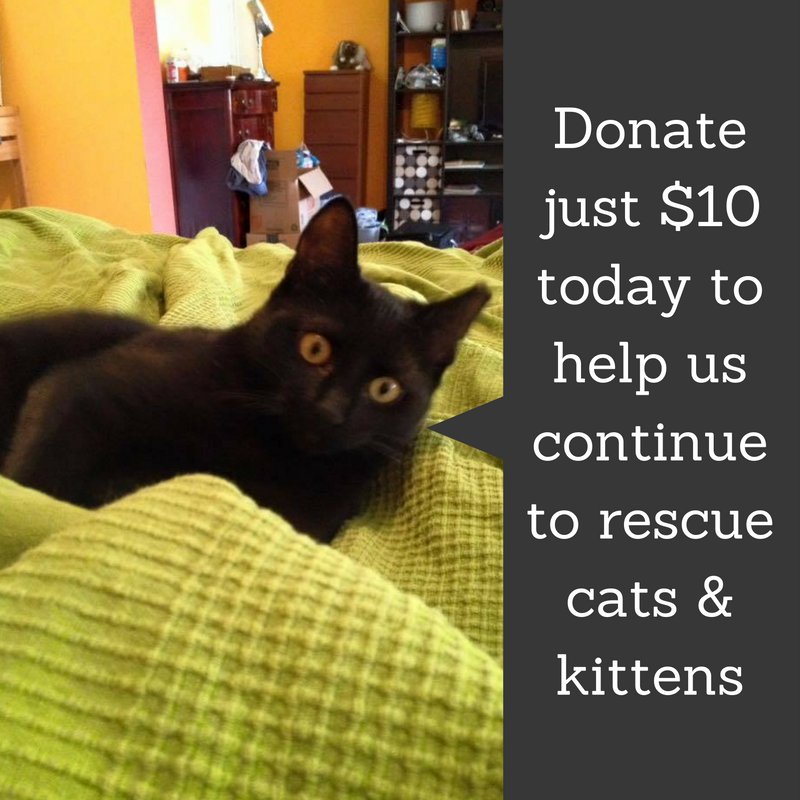 CharmCityAnimal's tweet photo. We have over 160 #cats &amp; #kittens in our care now help us continue our efforts &amp; share &amp; donate today https://t.co/8FPT8Io0Ms #GivingTuesday https://t.co/4Ddvza4PwE