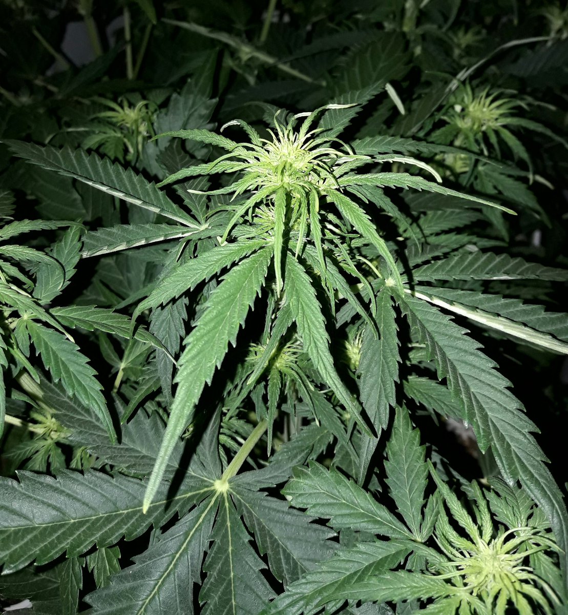Apez140's tweet photo. #Momentos
La Vida se abre camino Imparable,
#AK47, @evogrun, #RefBLANCA400wts.
Comparativa #LEDvsHPS,
Pronto en @cannabis_es.
Salud :-))) https://t.co/fz4TjdNrF6