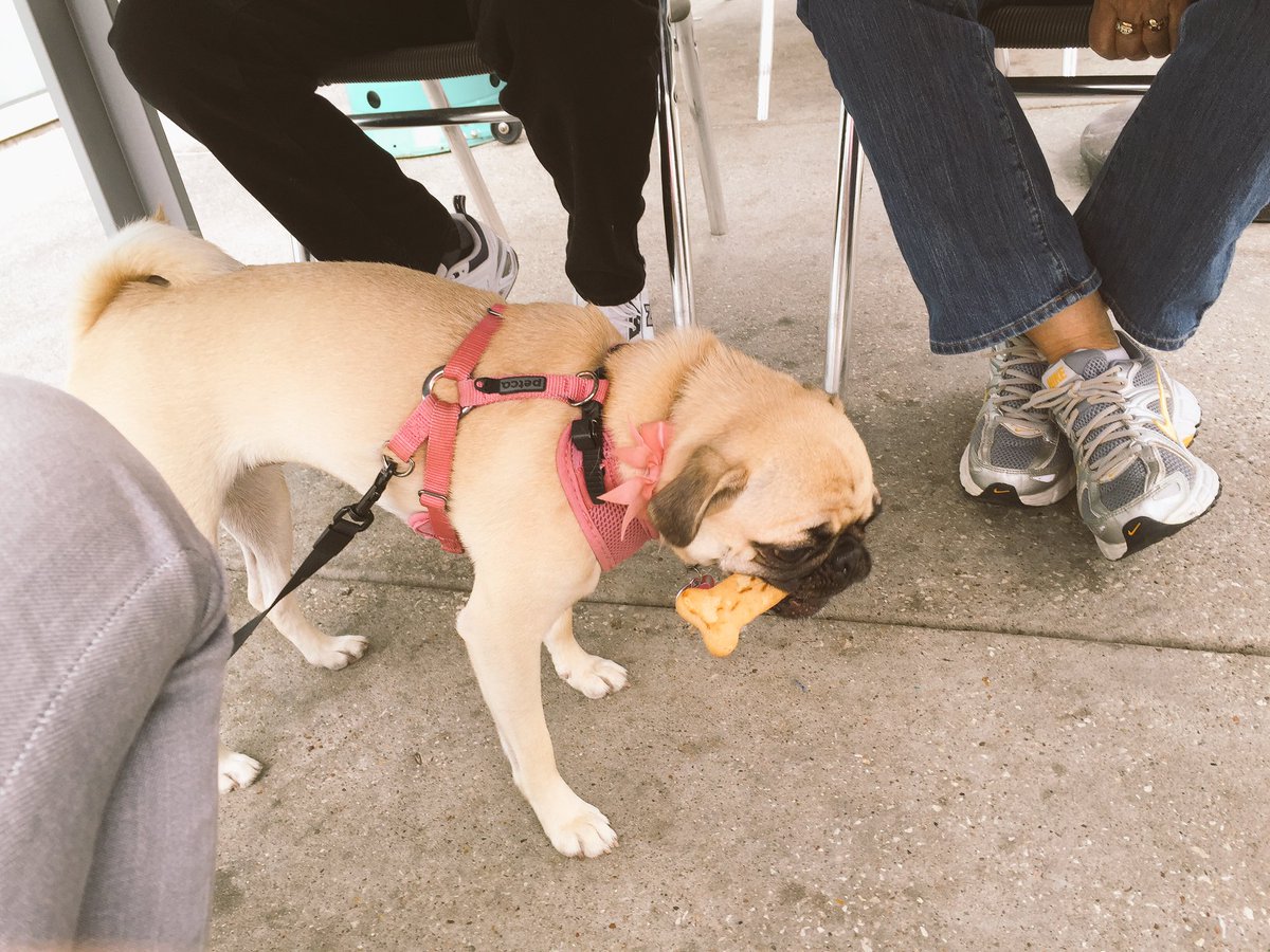 kaitlinmonte's tweet image. Remi found her new favorite restaurant thanks to the friendly staff at Barnaby's Cafe #HowToHouston