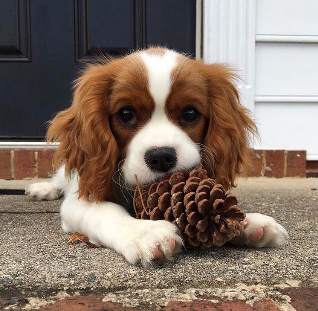 justviralnet's tweet photo. This is Neo, whose favorite pastime is chewing on things that aren't the dog toys my family… https://t.co/GvvTIImO9L