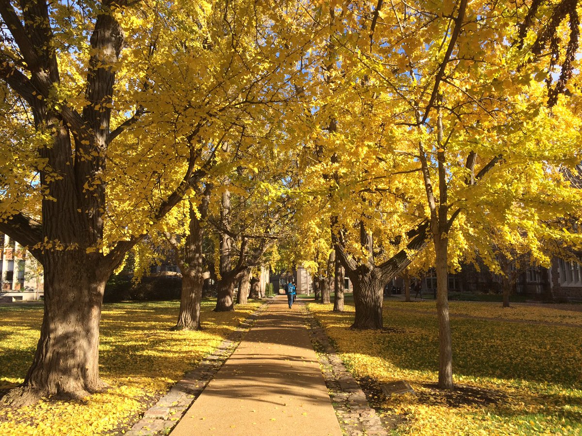 TimJBono's tweet photo. Fall is my favorite @WUSTL #GingkoTrees #OlinLibrary https://t.co/oy7LnBwnhS