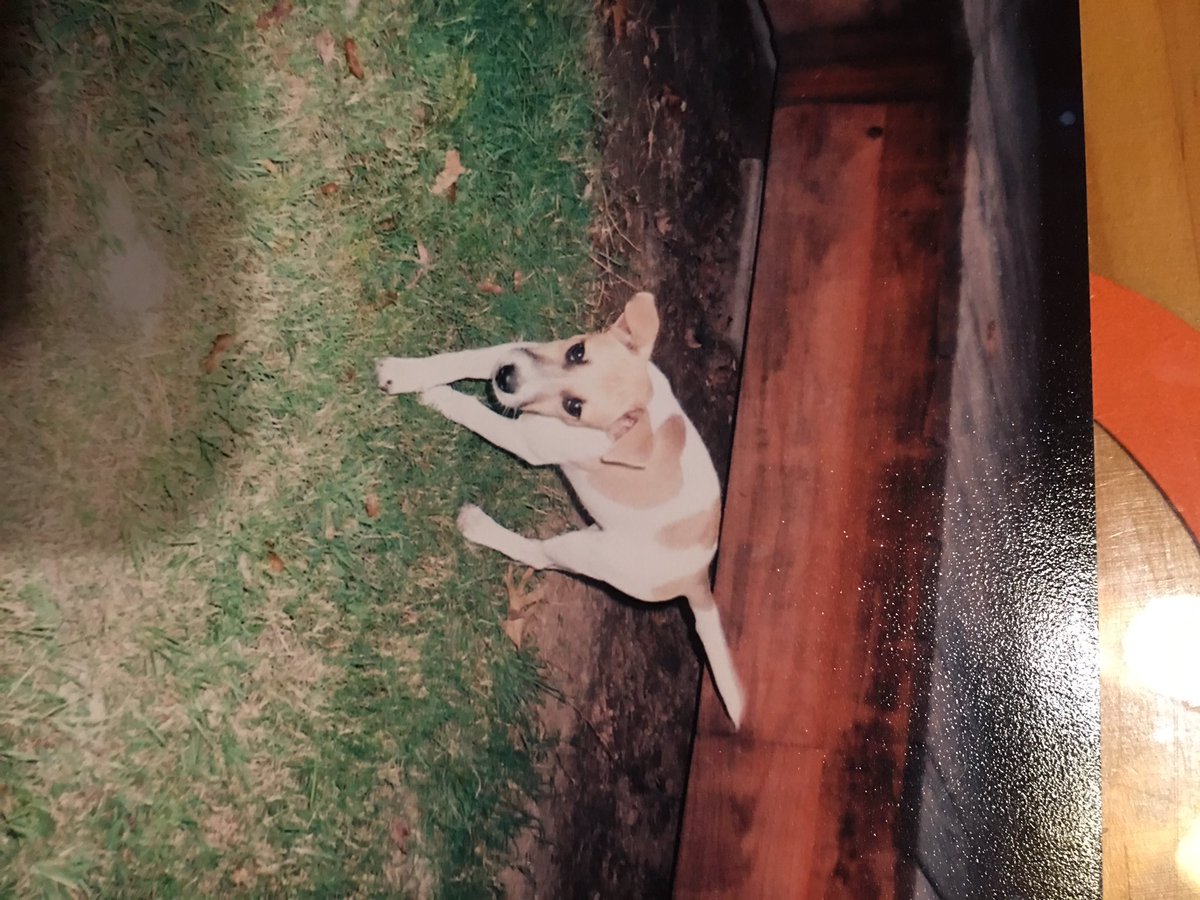 cree_roark's tweet photo. My heart will always wear the paw prints made my you... #ripjig #15yearsold https://t.co/kk04SoSHvz
