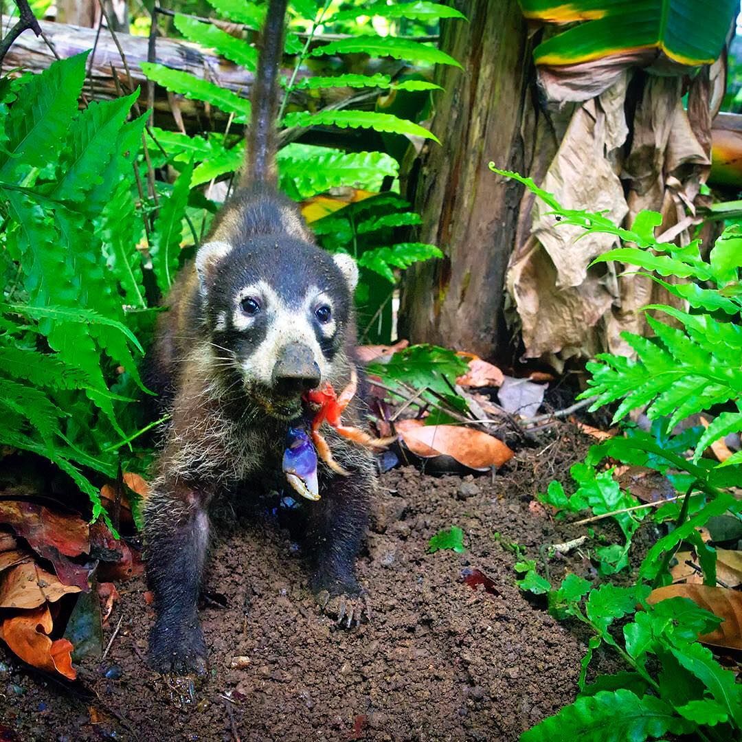 KittehQuant's tweet photo. Mmmmmm. Breakfast! Coati eating a colorful crab in Corcovado National Park in #CostaRica 🦀 

https://t.co/cpLu4FTJKW https://t.co/A0WkMp2Ol0