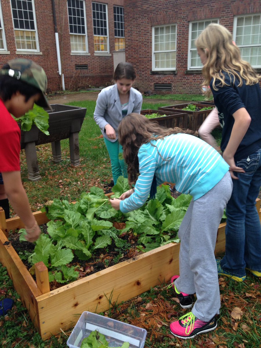 SSIMS_SCES_OC's tweet photo. SSIMS Green Team harvested produce for the FACS class to cook! Green Team rocks! #outdoor classroom @SSIMSGreenTeam https://t.co/waY6TXMmlH