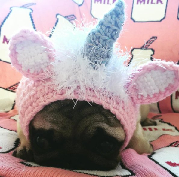 pugs tweet picture