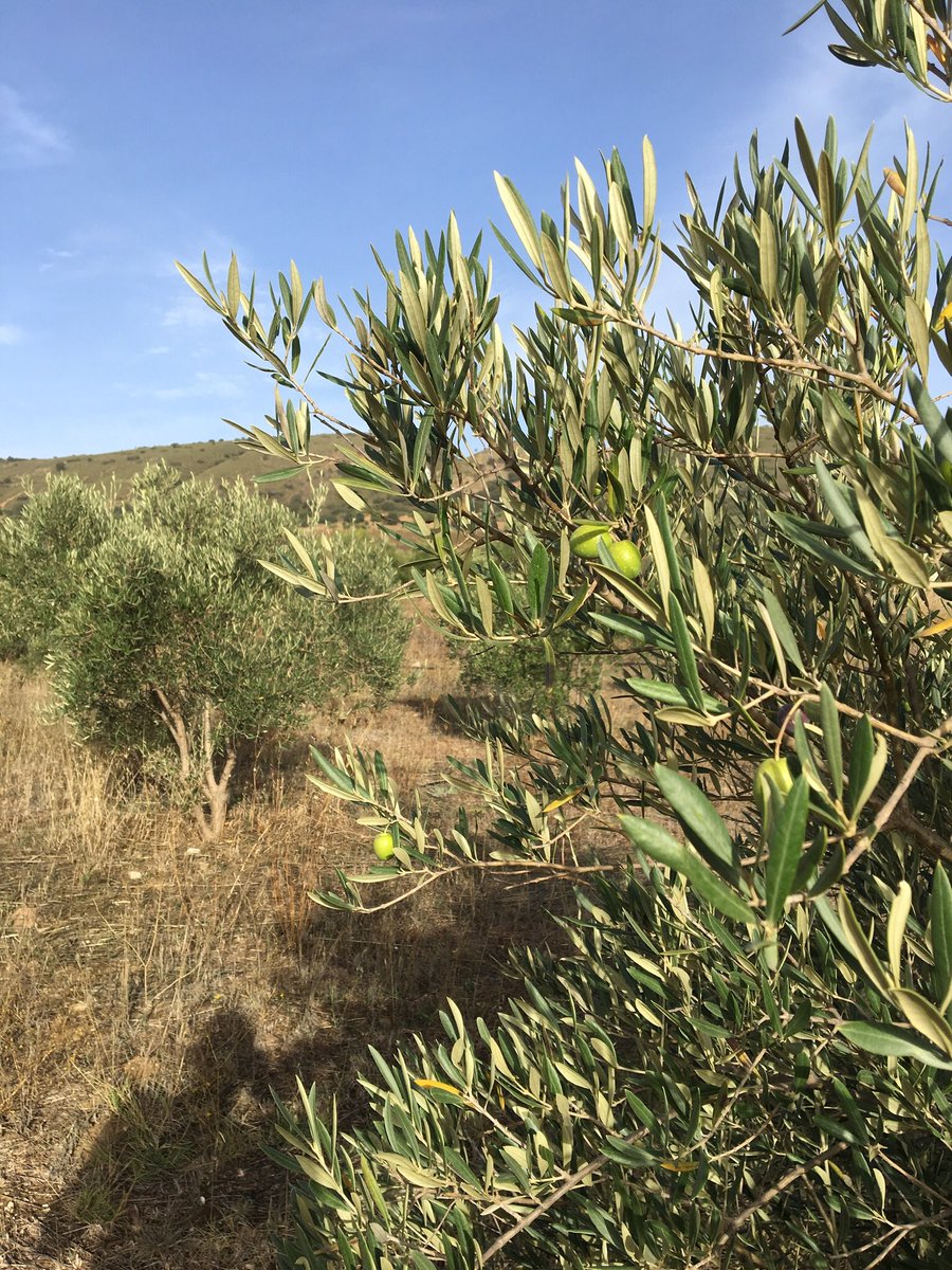 elolivarronda's tweet photo. Come and wander in the olive grove #playoutside #explore #authenticspain #luxurytravel #andalusia #spain #vacation https://t.co/zNtePqv88Z