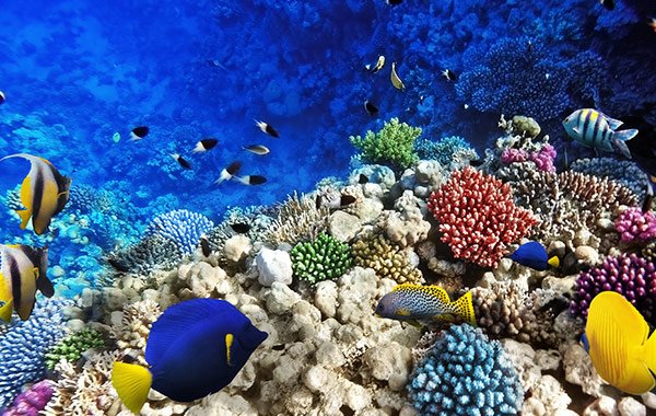 Escape to paradise and explore a great selection of activities and attractions in sunny #KeyWest. bit.ly/2cLwrTk