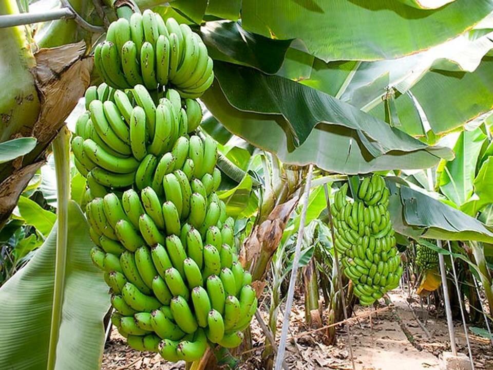 el_lio94's tweet photo. Dis moi qui tu fréquente, est je te dirais quel fruit, quels oeuvres tu produira👌🏼👌🏼#passionnés de jesus-christ https://t.co/2WJ0StFJwa