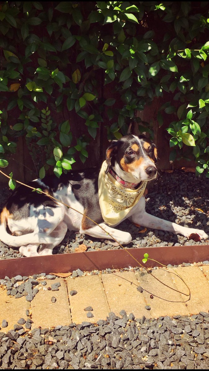 Pam_AlvarezA's tweet image. GRACIAS a toda la gente que está compartiendo y buscando !!sigamos compartiendo .@interjet #interjetencuentraamika te vamos aencontrar #mika