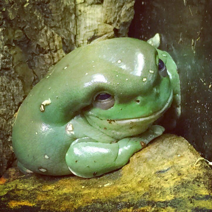 ZoeAbbett's tweet photo. Please love my round, joyous daughter #dumpytreefrog #smilingfrog #Pangea https://t.co/K4kSKZwjwa