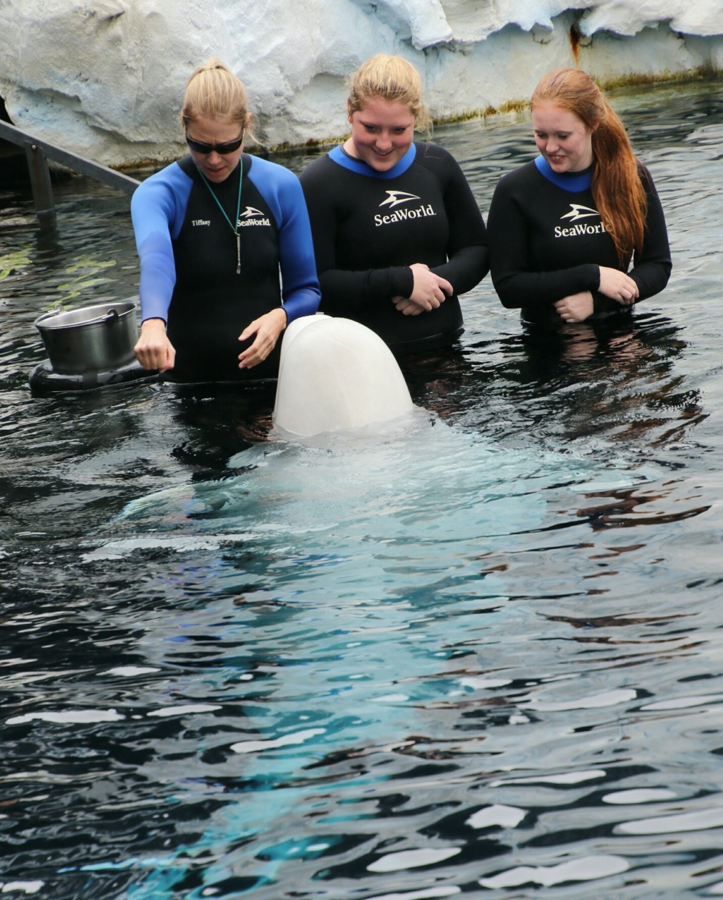 Gracie on Twitter: "Swimming with Beluga Whales was the ...