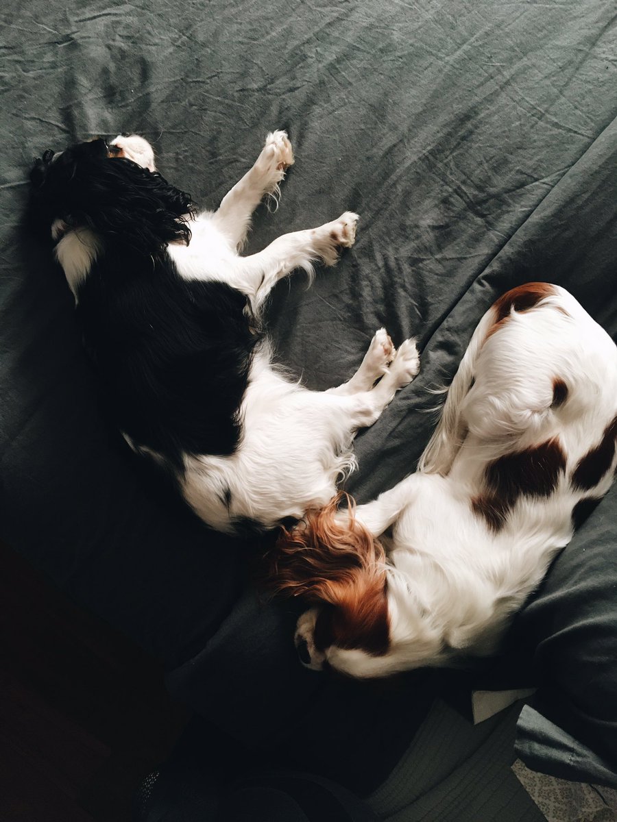 CavalierMateo's tweet photo. Nap time #cavilife #cutestdogs https://t.co/S86FDwTL5o