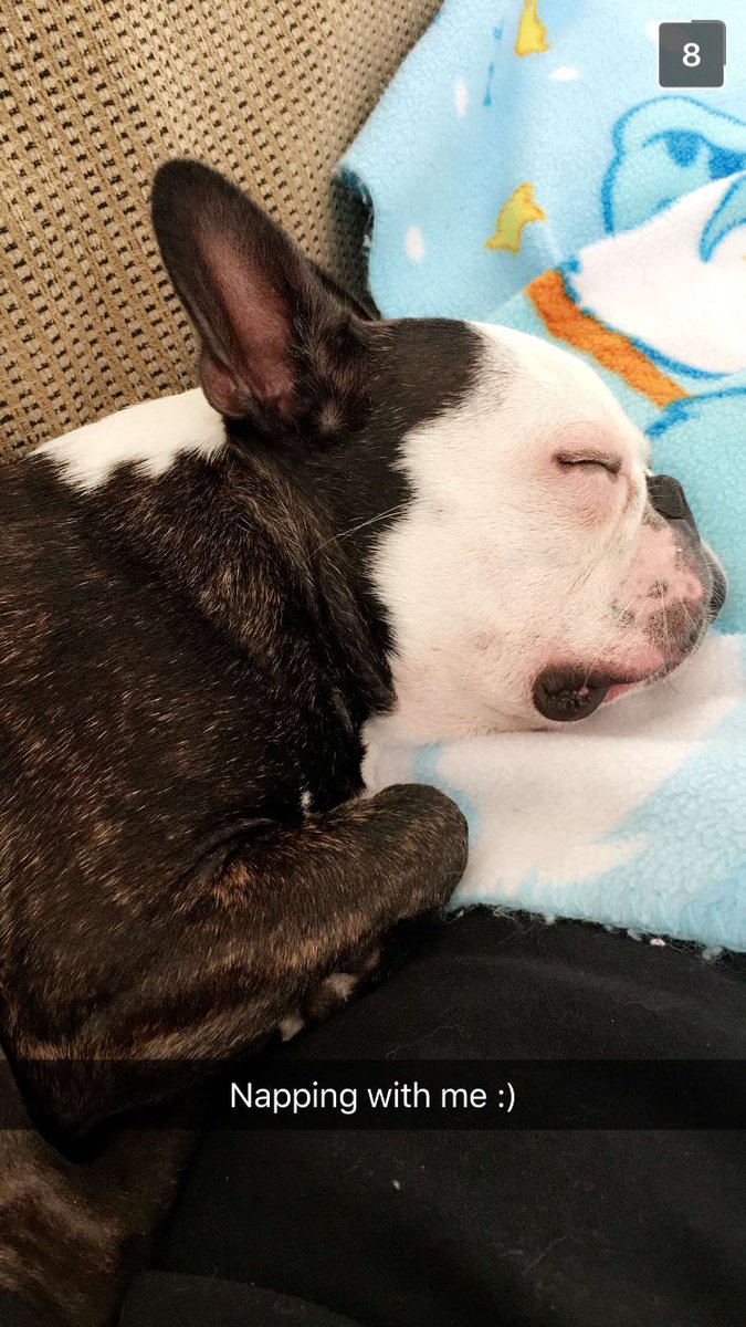 TheoTheBoston's tweet photo. #naptime https://t.co/v6YjBgRNJw