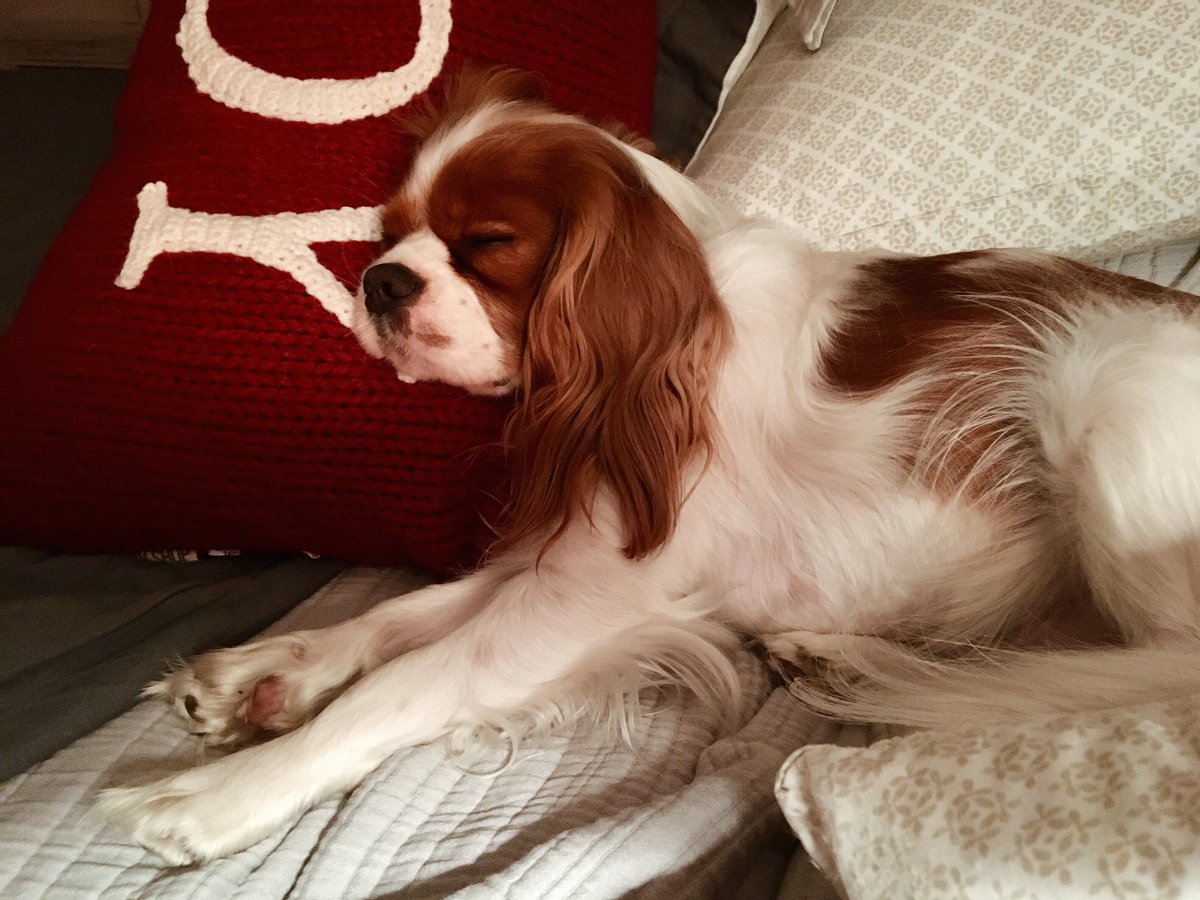 CavalierMateo's tweet photo. Have a Joyful night 💤 https://t.co/3N3Xwo6qmt