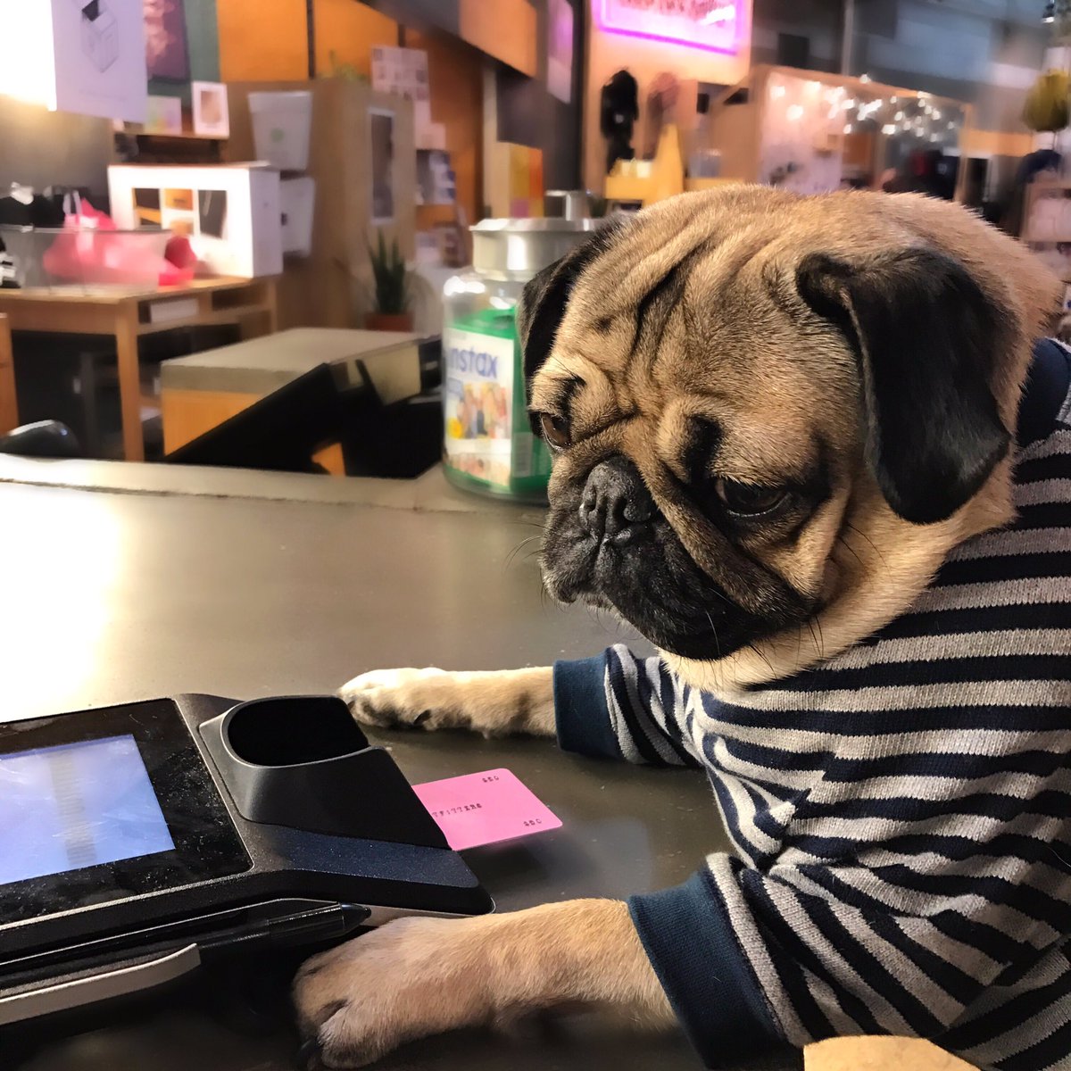 itsdougthepug's tweet photo. When ur card declines again https://t.co/4Uo5BcROeM