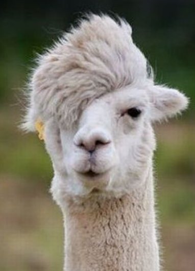 MLGPuckett's tweet photo. Who wore it better?  

Like for @Enable 
RT for @Llama https://t.co/OtoUrBfmd5