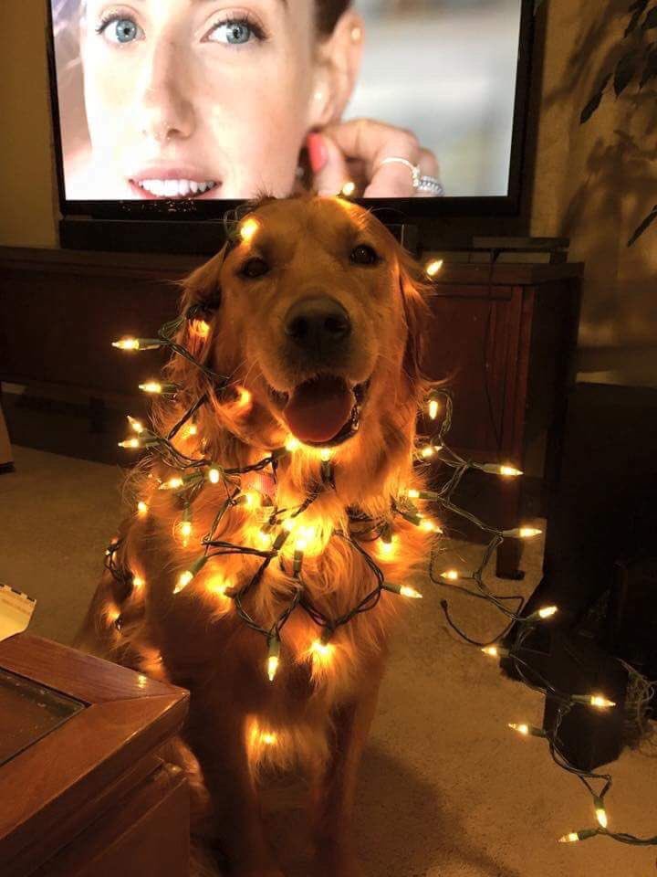 ChiIIVlbes's tweet photo. this is so adorable omg IM IN LOVE 😍 https://t.co/G54Pswa4Kd