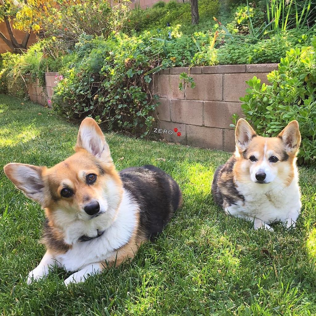 corgi_zero's tweet photo. Happy #TwoCorgiTuesday!!! I got to hang with my idol, my #SortaSisfur Darla all afternoon!… https://t.co/eWHOsd6FzQ https://t.co/Sv80ehRyQo