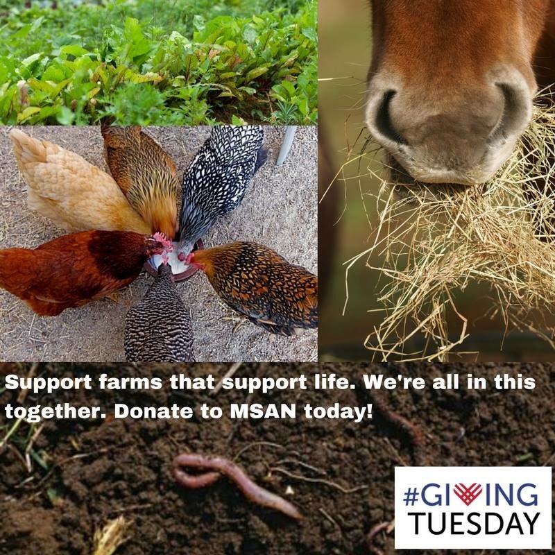 MSANonline's tweet photo. Just a few hours left for #GivingTuesday - help MSAN as we support healthy farms &amp; communities!

Donate here today: https://t.co/l22henE7VK https://t.co/J8a8EINJNp