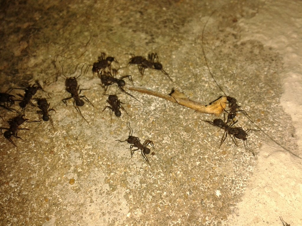 Georgeclimapron's tweet photo. Siguen lindos días d calor.Llevan "Infraestructura" para fortalecer hormiguero ante la posibil de alguna lluvia rápida en 4-5 d(no cientif.) https://t.co/c5zbMT9j3j