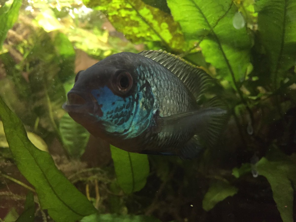 pK_solo1's tweet photo. What's going on!! Someone say dinner time?? #Aquariums #BlueAcara #Fish #PlantedAquarium #TropicalFish https://t.co/jGboQOLbOC