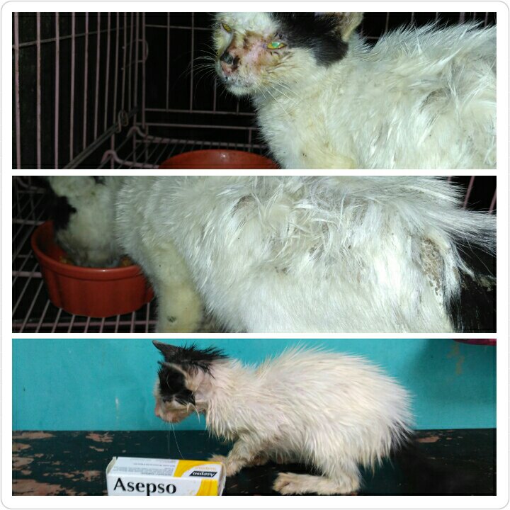 Cat Lovers Kaskus tweet media